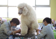 宠物美容师证书,开启宠物美容专业之路的通行证