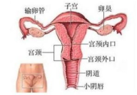 功能性子宫出血的症状,症状解析与应对策略