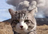 娱乐吃瓜猫捉鸟百度云,猫捉鸟事件全网热议，百度云揭秘幕后真相