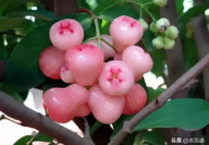 莲雾种植,从选地到管理，一网打尽