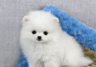 迷你茶杯犬,萌宠界的“迷你明星”